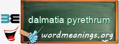 WordMeaning blackboard for dalmatia pyrethrum